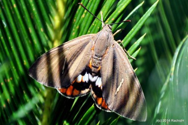 paysandisia-archon-papillon-palmier